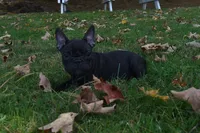 Skittles , a female French Bulldog for sale in Millersburg, OH – 3 of 5