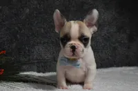 Walter, a male French Bulldog for sale in Millersburg, OH – Photo 2 of 6