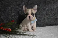 Walter, a male French Bulldog for sale in Millersburg, OH – Photo 3 of 6