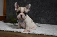 Walter, a male French Bulldog for sale in Millersburg, OH – Photo 5 of 6