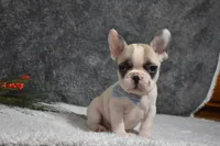 Walter, a male French Bulldog for sale in Millersburg, OH – Photo 1 of 6