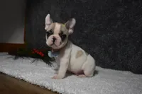 Walter, a male French Bulldog for sale in Millersburg, OH – Photo 6 of 6