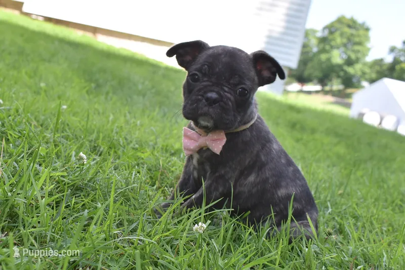 Mia  – French Bulldog, Pug puppy for sale in Millersburg, OH