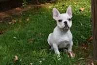 Princess, a female French Bulldog for sale in Millersburg, OH – 3 of 6