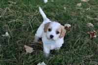 Carter, a male Cavachon for sale in Millersburg, OH – 3 of 4