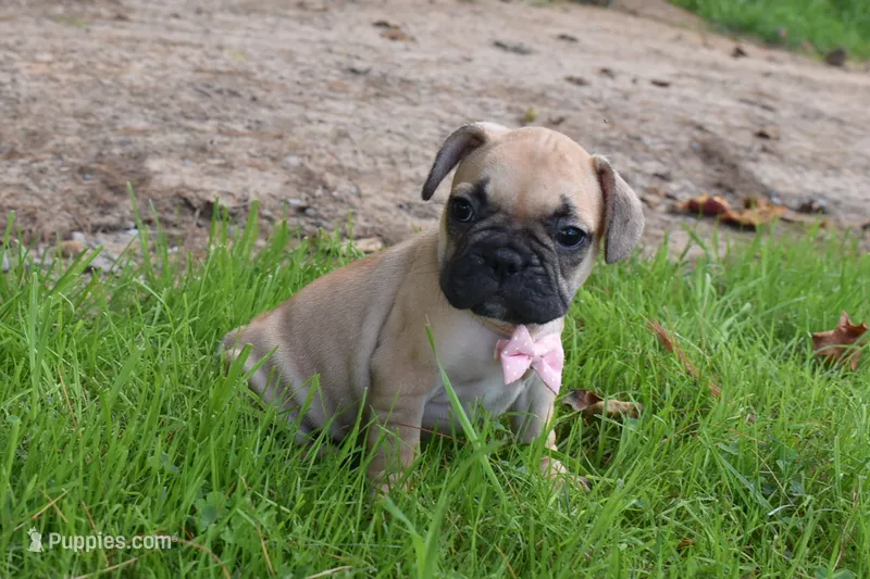 Monica – French Bulldog, Pug puppy for sale in Millersburg, OH