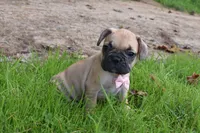 Monica, a female French Bulldog and Pug for sale in Millersburg, OH – 1 of 6