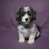 Rolex, a female Poodle - Toy  and Cavachon for sale in Millersburg, OH – Photo 1 of 4