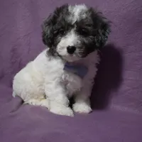 Rolex, a female Poodle - Toy  and Cavachon for sale in Millersburg, OH – Photo 3 of 4