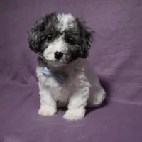 Rolex, a female Poodle - Toy  and Cavachon for sale in Millersburg, OH – Photo 2 of 4