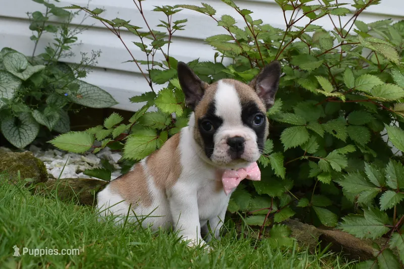 ladybug  – French Bulldog, Pug puppy for sale in Millersburg, OH