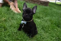 Sarge , a male French Bulldog for sale in Millersburg, OH – 2 of 5