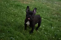 Palmar , a male French Bulldog for sale in Millersburg, OH – 5 of 5