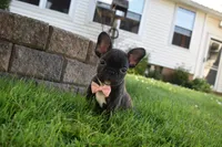 Sophia , a female French Bulldog for sale in Millersburg, OH – 5 of 5