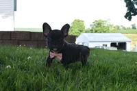 Sophia , a female French Bulldog for sale in Millersburg, OH – 2 of 5