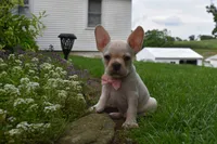 Mckenzie, a female French Bulldog and Pug for sale in Millersburg, OH – 6 of 6