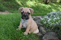 Mario , a male French Bulldog for sale in Millersburg, OH – 2 of 6