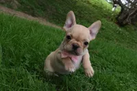 Sierra , a female French Bulldog for sale in Millersburg, OH – 3 of 5
