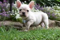 Tank , a male French Bulldog and Pug for sale in Millersburg, OH – 5 of 5