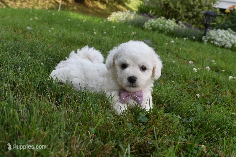 Theresa – Cavachon puppy for sale in Millersburg, OH