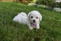 Theresa, a female Cavachon for sale in Millersburg, OH – 1 of 7