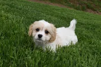 Brutus , a male Cavachon for sale in Millersburg, OH – Photo 5 of 7