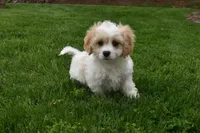 Brutus , a male Cavachon for sale in Millersburg, OH – Photo 2 of 7