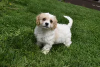 Brutus , a male Cavachon for sale in Millersburg, OH – Photo 6 of 7