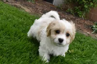 Brutus , a male Cavachon for sale in Millersburg, OH – Photo 4 of 7