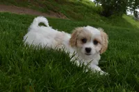 Brutus , a male Cavachon for sale in Millersburg, OH – Photo 3 of 7