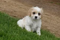 Brutus , a male Cavachon for sale in Millersburg, OH – Photo 7 of 7
