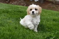 Brutus , a male Cavachon for sale in Millersburg, OH – Photo 1 of 7