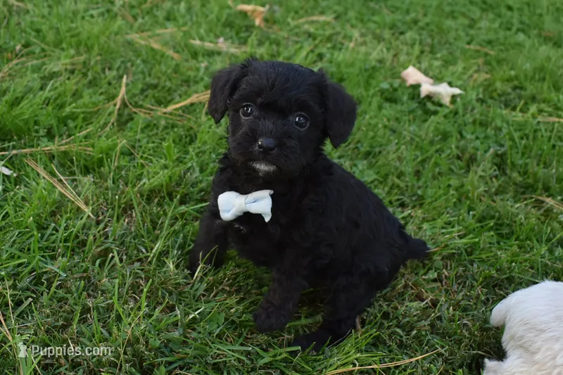 Snoopy  – French Bulldog, Poodle - Toy  puppy for sale in Millersburg, OH