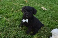 Snoopy , a female French Bulldog and Poodle - Toy  for sale in Millersburg, OH – 1 of 5