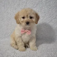 Rose, a female Poodle - Toy  and Cavachon for sale in Millersburg, OH – Photo 3 of 3