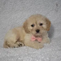 Rose, a female Poodle - Toy  and Cavachon for sale in Millersburg, OH – Photo 2 of 3