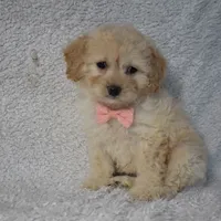 Rose, a female Poodle - Toy  and Cavachon for sale in Millersburg, OH – Photo 1 of 3