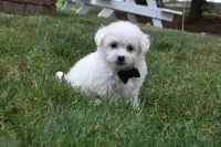 Gizmo , a male Bichon Frise for sale in Millersburg, OH – 2 of 4