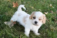 Charles, a male Cavachon for sale in Millersburg, OH – 3 of 6