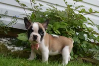ladybug , a female French Bulldog and Pug for sale in Millersburg, OH – 3 of 4