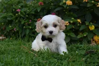 Cash , a male Cavachon for sale in Millersburg, OH – 1 of 6