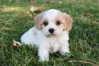 Charles, a male Cavachon for sale in Millersburg, OH – 4 of 6