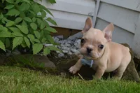 Pirate , a male French Bulldog for sale in Millersburg, OH – 4 of 6