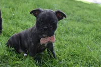 Mia , a female French Bulldog and Pug for sale in Millersburg, OH – 2 of 6