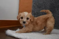 Pirate , a male Cavachon for sale in Millersburg, OH – Photo 3 of 5