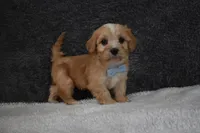 Pirate , a male Cavachon for sale in Millersburg, OH – Photo 2 of 5