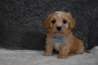 Pirate , a male Cavachon for sale in Millersburg, OH – Photo 4 of 5