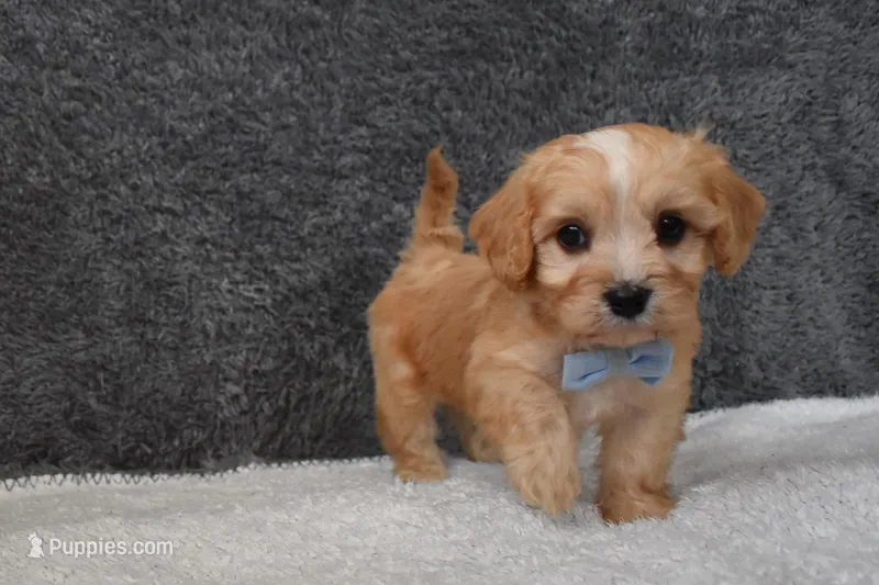 Pirate  – Cavachon puppy for sale in Millersburg, OH