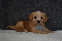 Pirate , a male Cavachon for sale in Millersburg, OH – Photo 5 of 5