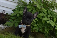 Palmar , a male French Bulldog for sale in Millersburg, OH – 4 of 4